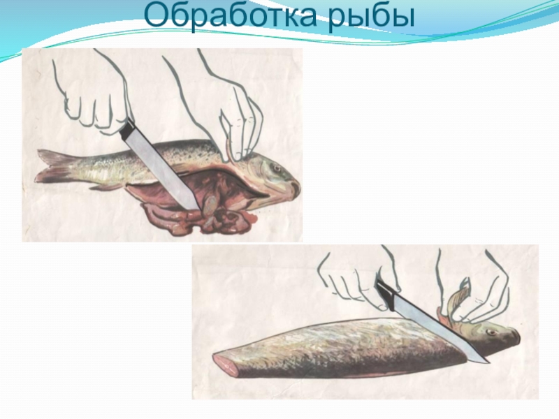 Организация обработки рыбы. Обработка рыбы. Первичная обработка рыбы. Первичная кулинарная обработка рыбы. Механическая кулинарная обработка рыбы.