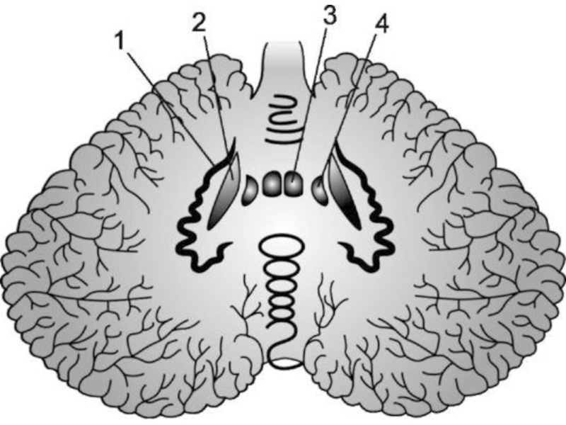 Мозжечок на рисунке