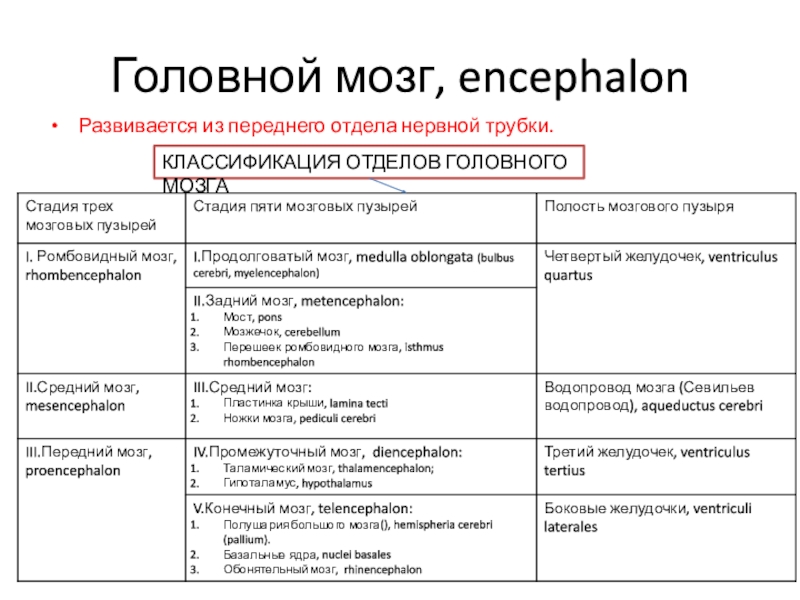 Классификация мозга