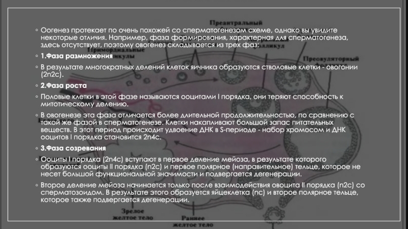 Гаметогенез и его периоды Оогенез протекает по очень похожей со сперматогенезом схеме, однако вы увидите Оогенез протекает по очень похожей со сперматогенезом схеме, однако вы увидите некоторые отличия. Например, фаза формирования, характерная