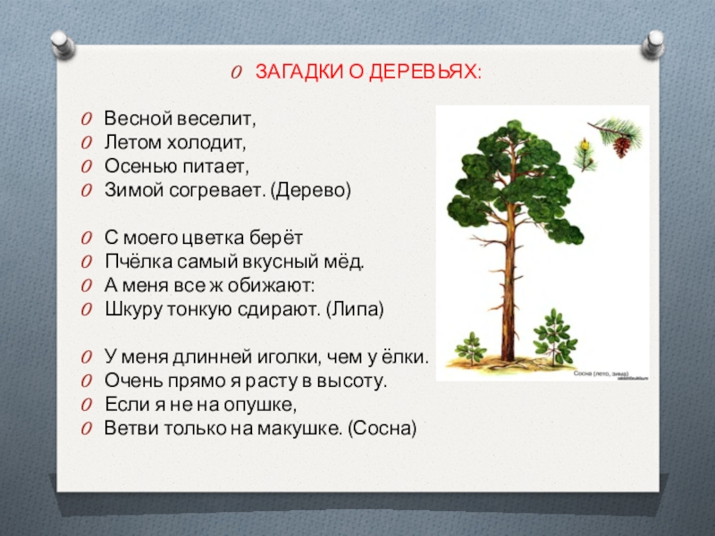 Летом холодит осенью питает зимой. Загадки про деревья. Загадка весной веселит летом холодит осенью питает зимой согревает. Загадка весной веселит. Загадки про древесину.