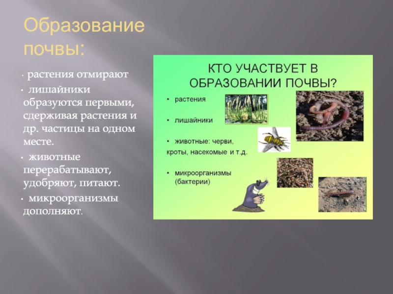 Что участвует в почве. Образование почвы. Что участвует в образовании почвы. Почва образование почвы. Растения участвуют в образовании почвы.