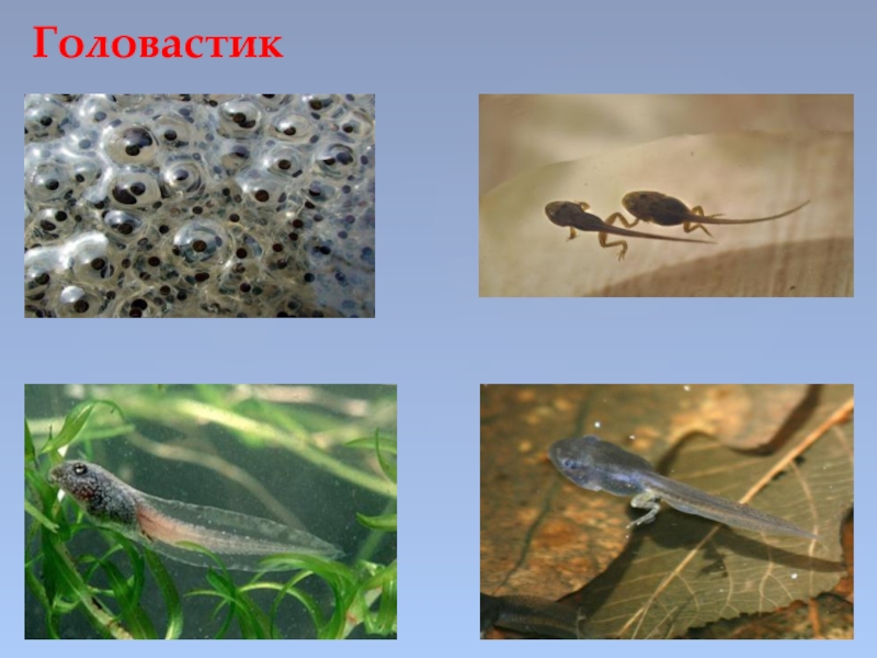 Какие животные питаются личинками комаров. Головастики рыб и лягушек. Цепь головастик лягушка. Обитатели пресных вод. Обитатели соленых и пресных водоемов.