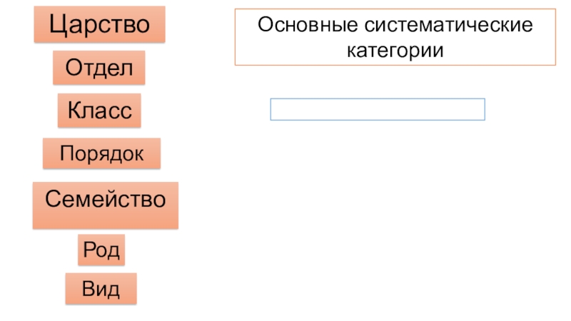 Царство отдел класс род вид сосны