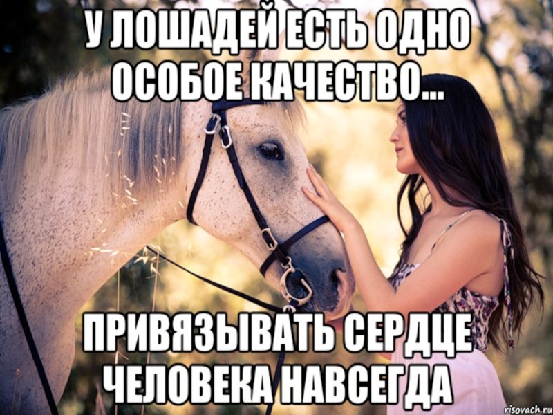 Почему именно конь. Афоризмы про лошадей. Цитаты про лошадей. Цитаты про коней.
