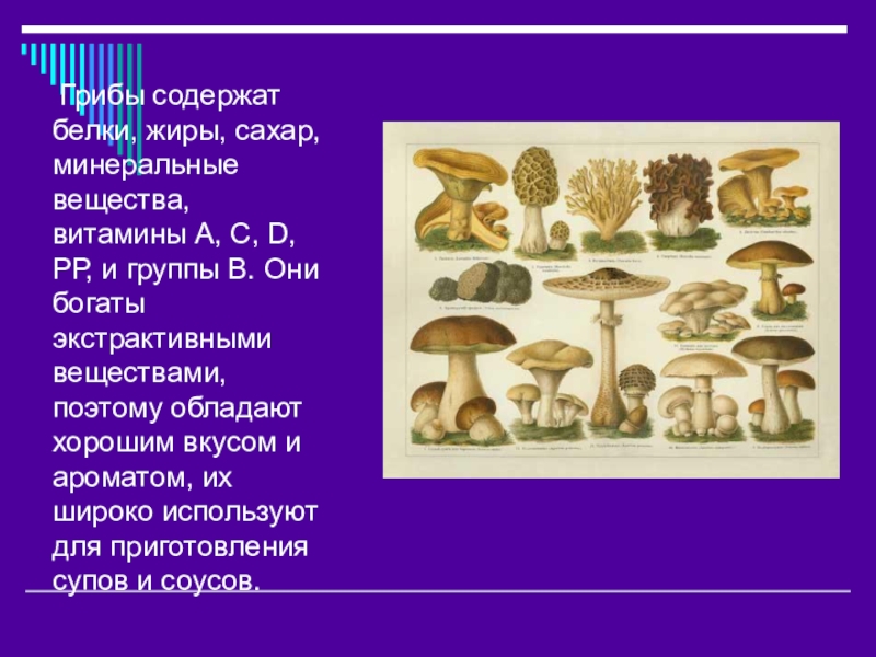 Грибы содержание белков жиров. Что содержат грибы. Грибы содержат белок. Грибы содержат витамины. Белок из грибов сырье.