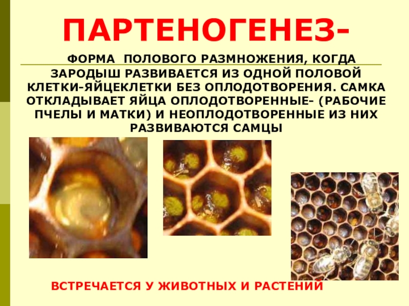 Без оплодотворения. Половое размножение животных. Половое размножение без оплодотворения. Половое размножение животных оплодотворение. Половое размножение с оплодотворением.