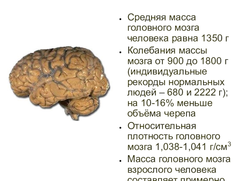 Объем головного мозга наибольшее. Средняя МКСА головного мозга. Средняя масса головного мозга. Средняя масса головного мозга человека.