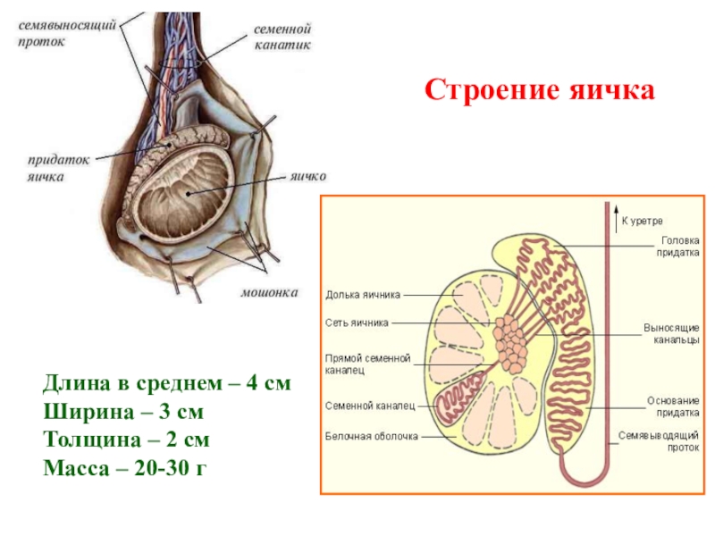 Яичко мужское строение фото