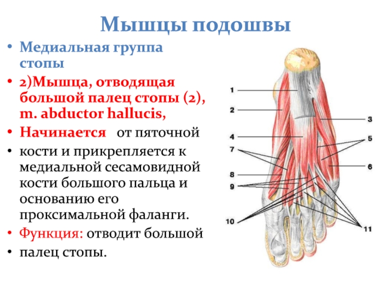 Мышцы большого пальца. Мышцы подошвы стопы медиальная группа. Мышца отводящая большой палец стопы. Подошвенная мышца функции. Отводящий Мускул v пальца стопы.