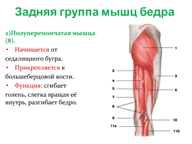 Мышца сгибающая голень. Анатомия сухожилия полуперепончатой мышцы. Полуперепончатая мышца. Полуперепончатая мышца бедра. Задняя группа мышц бедра.