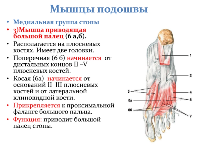 Большая приводящая мышца функции. Поперечная головка мышцы, приводящей большой палец стопы. Подошвенная мышца функции. Мышца приводящая большой палец. Морфофункциональная характеристика аппарата движения