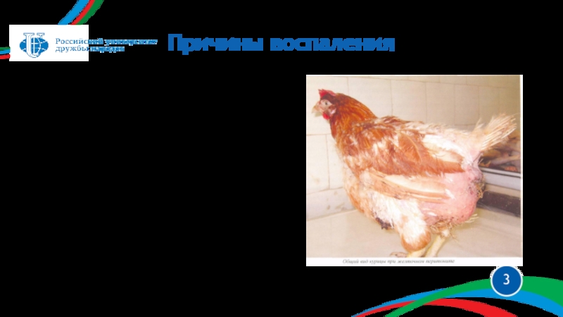 Желточный перитонит ( сальпингоперитонит )
Подготовила: Чудопал Елизавета Неправильное питаниеНедостаточность/избыток витаминов в рационеБактериальные инфекцииМеханические травмы и плохое содержаниеПричины воспаления Неправильное питаниеНедостаточность/избыток витаминов в рационеБактериальные инфекцииМеханические травмы и плохое содержаниеПричины воспаления