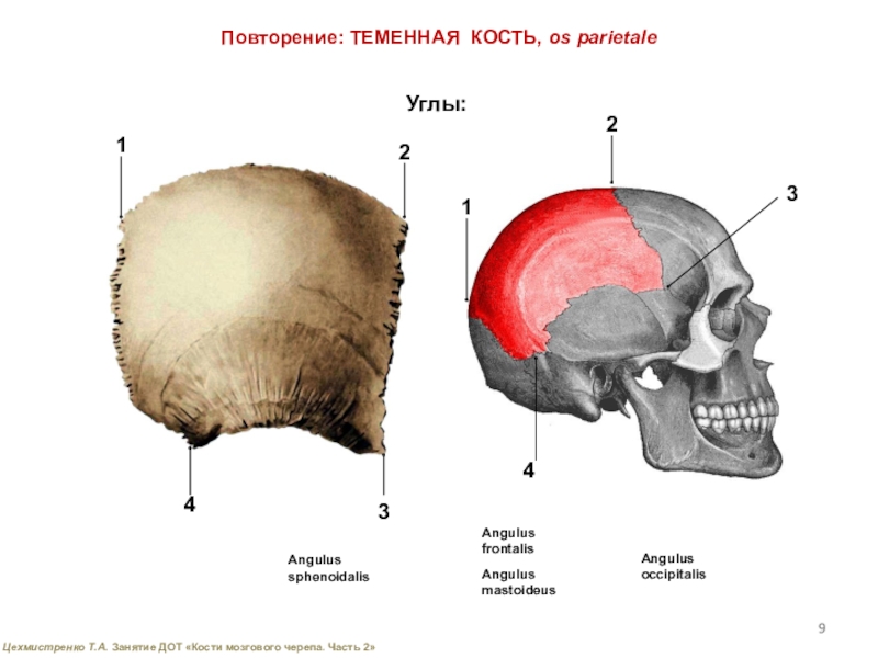 Теменная кость фото