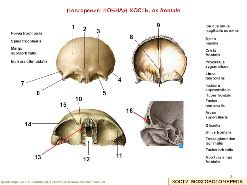 Головной мозг кости