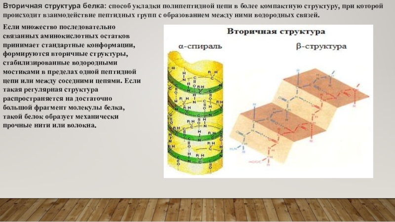 Вторичная структура связи. Связи стабилизирующие структуры белка. Вторичная структура белка связи ее стабилизирующие. Вторичная структура белка стабилизируется связями. Связи стабилизирующие вторичную структуру белка.