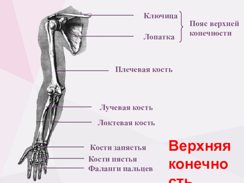 5 кость пояса верхних конечностей. Кости пояса верхней конечности. Локтевая и лучевая кости относятся к поясу верхних конечностей. Кости пястья и запястья кошек. Лучевая кость лопатка плечевая кость.