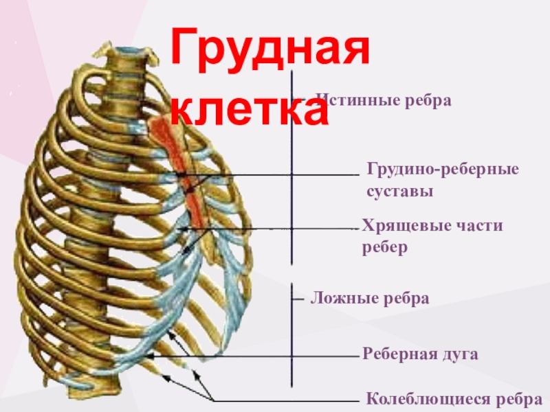 Связки колеблются от 130 до 520. Хрящевая часть ребра. Ложные ребра. Колеблющиеся ребра у человека. Истинные ребра.