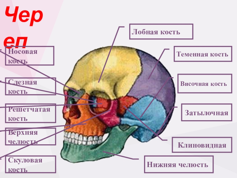 Череп человека теменная кость. Височная клиновидная решетчатая кость. Кости черепа слезная кость. Лобная и теменная кости черепа. Строение слезной кости черепа.