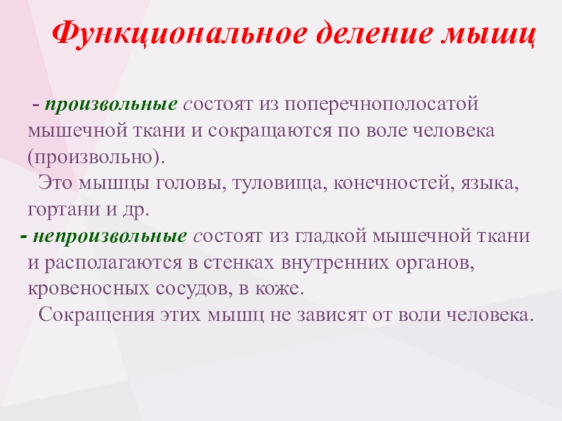 Произвольно это. Функциональное деление мышц. Произвольность мышечной ткани. Функциональное деление мышц презентациях.