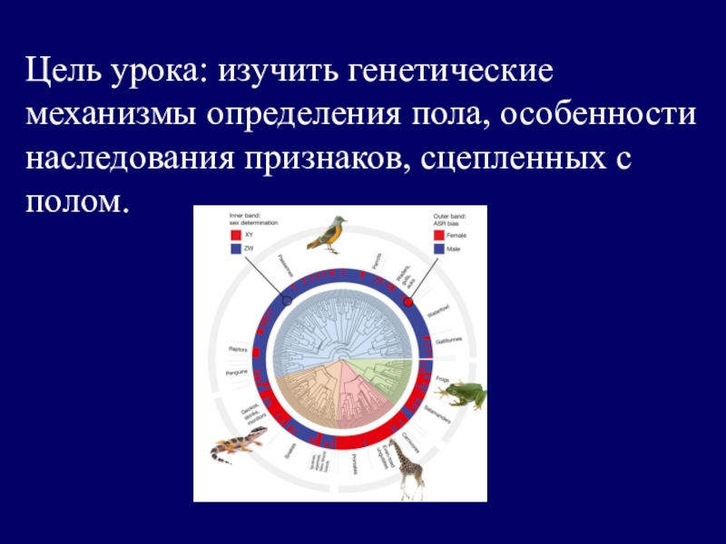 Определение пола презентация. Генетические механизмы определения пола. Известны механизмы определения пола. Генетика пола и наследование сцепленное с полом. Хромосомное определение пола.