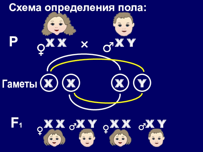 Определение пола презентация. Схема определения пола. Закончите схемы определения пола. Хромосомное определение пола.