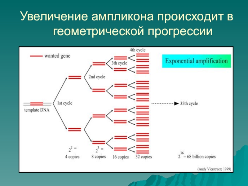 Применение полимеразной цепной реакции презентация