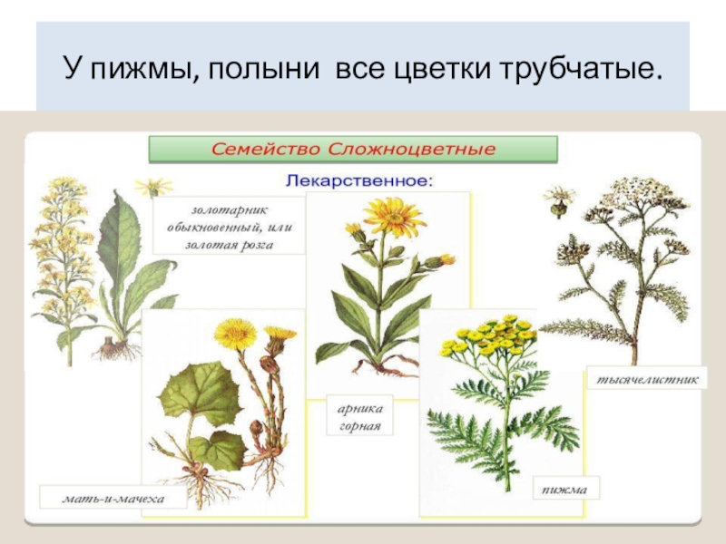 Полынь гвоздика и пижма схема и описание