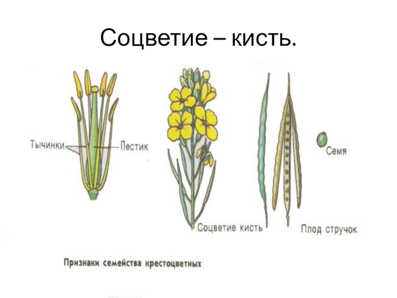 Характерные признаки семейства крестоцветных. Семейство крестоцветные соцветие. Семейство крестоцветные соцветие кисть. Соцветие крестоцветных растений. Крестоцветные соцветие и плод.