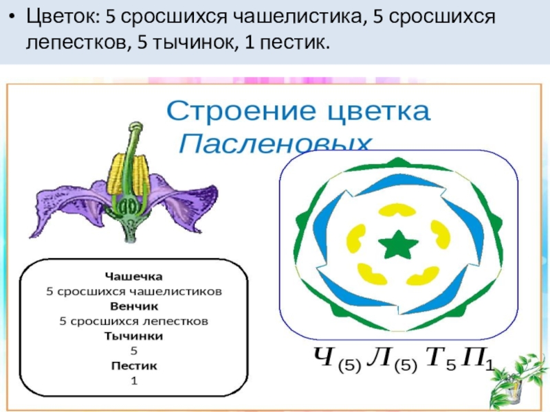 Диаграмма у пасленовых