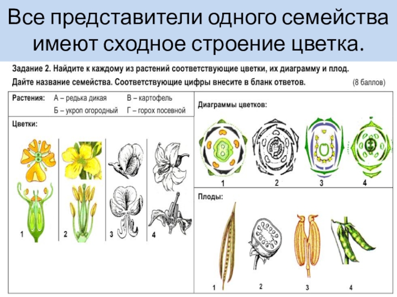 Семейства класса двудольные 7 класс биология