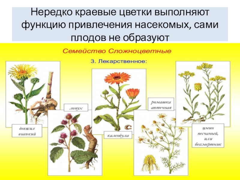 Семейство трубчатые. Краевые цветки. Трубчатые цветки. Презентация семейства класса двудольные. Какие бывают краевые цветки.