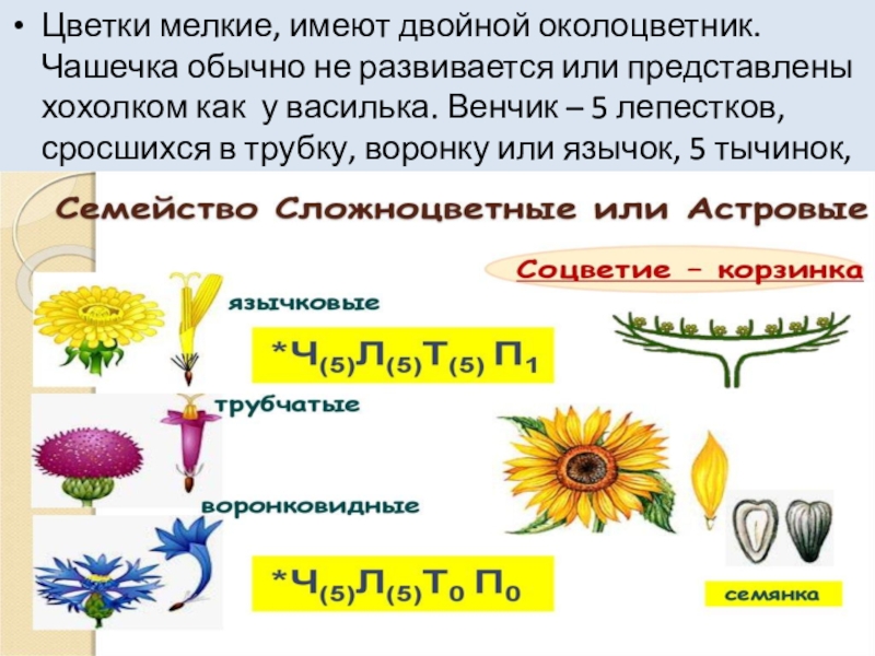 10 формула цветка. Формула сложноцветных растений. Формула цветка сложноцветных растений. Астровые формула цветка. Семейство Сложноцветные формула.