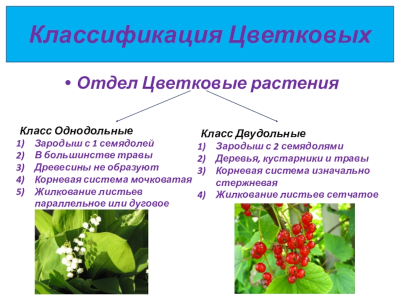 Презентация по биологии 6 класс семейства класса однодольные и двудольные