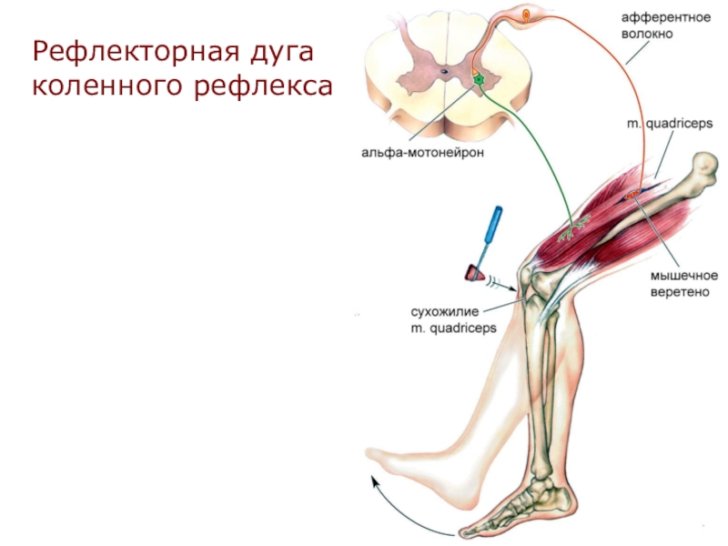 Работа коленного рефлекса. Рефлекторная дуга коленного рефлекса. ФРАГМЕНТЫ рефлекторной дуги коленного рефлекса. Коленный рефлекс физиология. Коленный рефлекс точка удара.