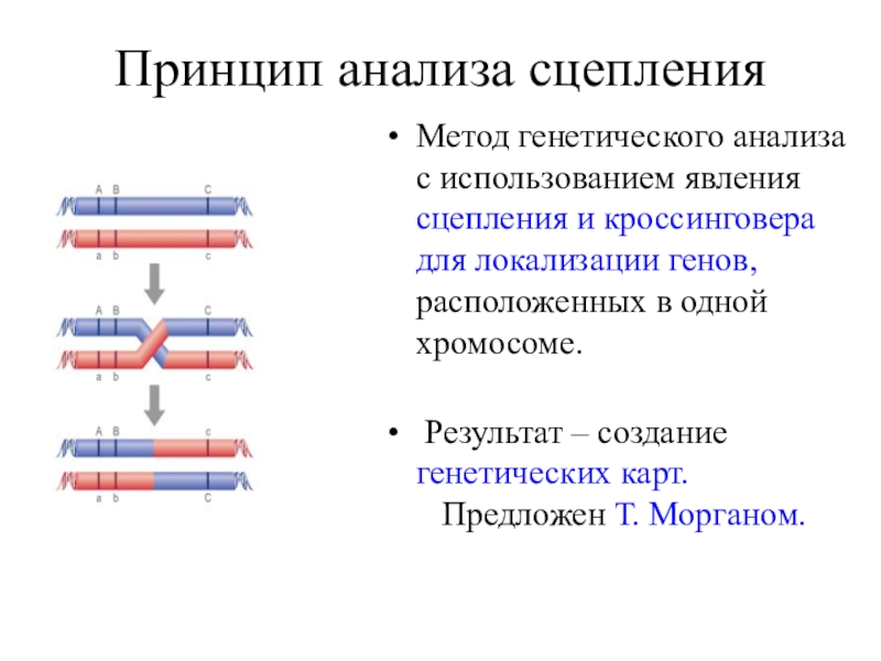 Гены локализованные в одной хромосоме. Анализ сцепления генов. Метод анализа сцепления. Сцепление и кроссинговер. Полное и неполное сцепление генов кроссинговер и рекомбинация генов.