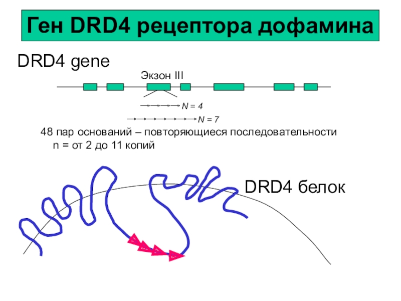 Четыре ген. Ген drd4. Д4 Рецептор дофамина. Drd4. Длинная» аллель (7r) Гена дофаминового рецептора drd4 ассоциирована с.