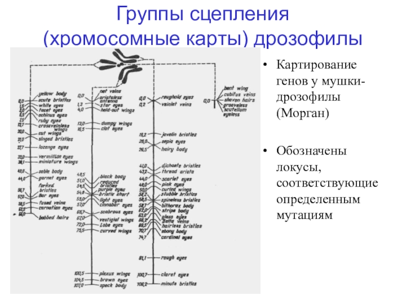 Сколько групп сцепления у гороха. Генетические карты хромосом карта сцепления. Генетическая карта хромосом дрозофилы. . Карты хромосом (группы сцепления генов) Drosophila melanogaster. Хромосома это группа сцепления генов.
