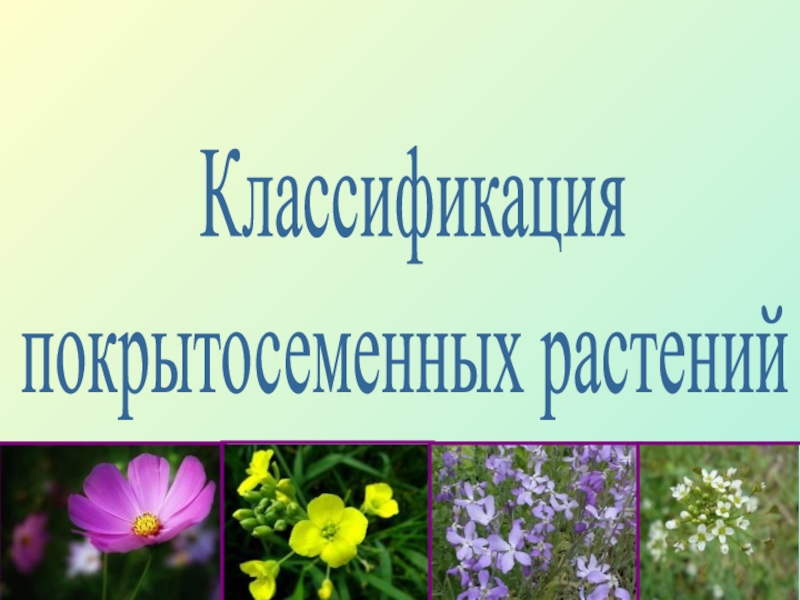 Классификация
покрытосеменных растений