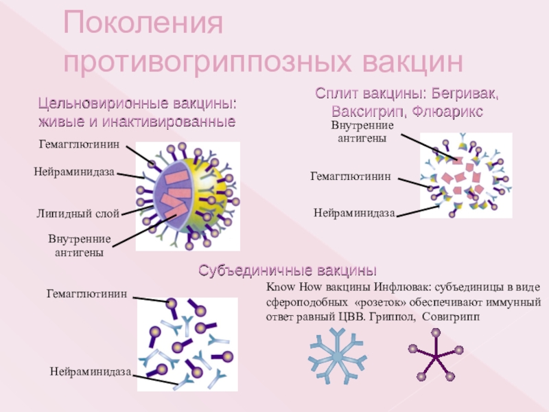 Инактивированные вакцины презентация