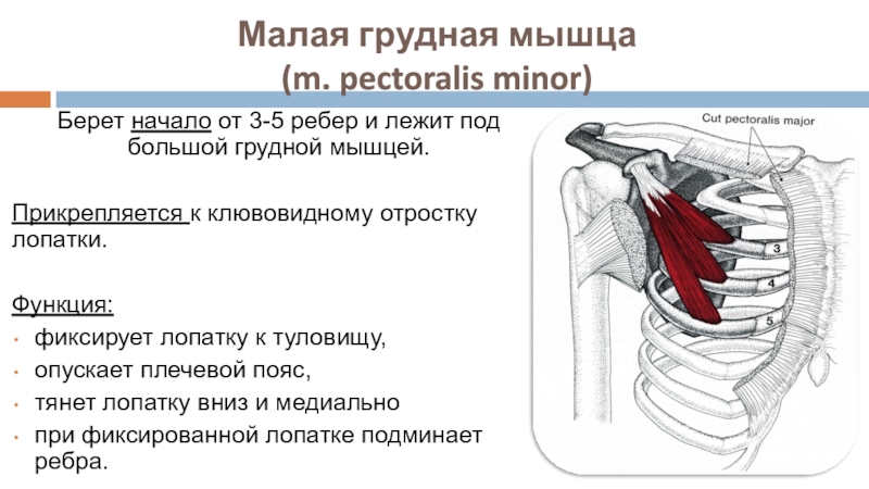 Грудная мышца у мужчин фото