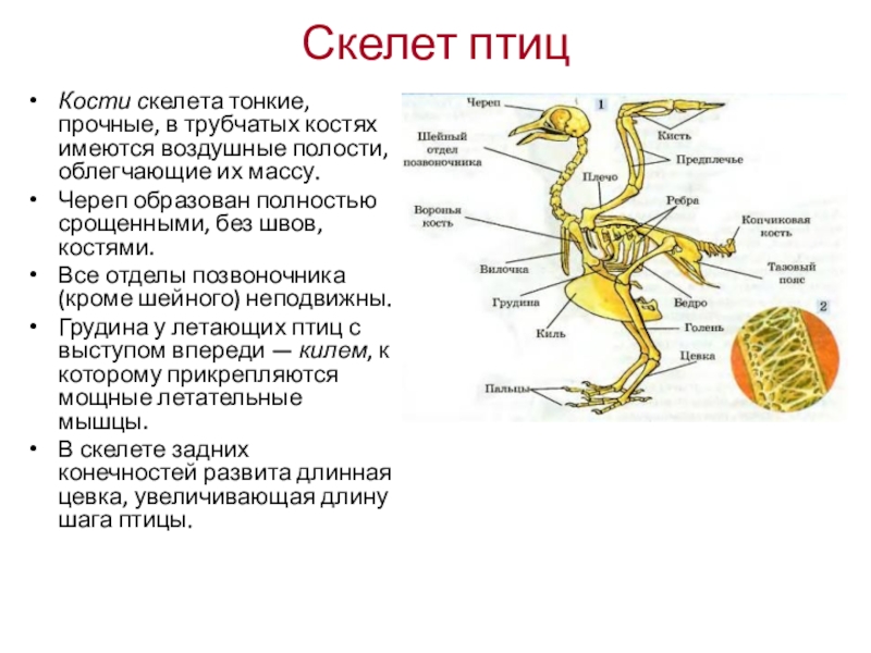 Скелет птицы презентация