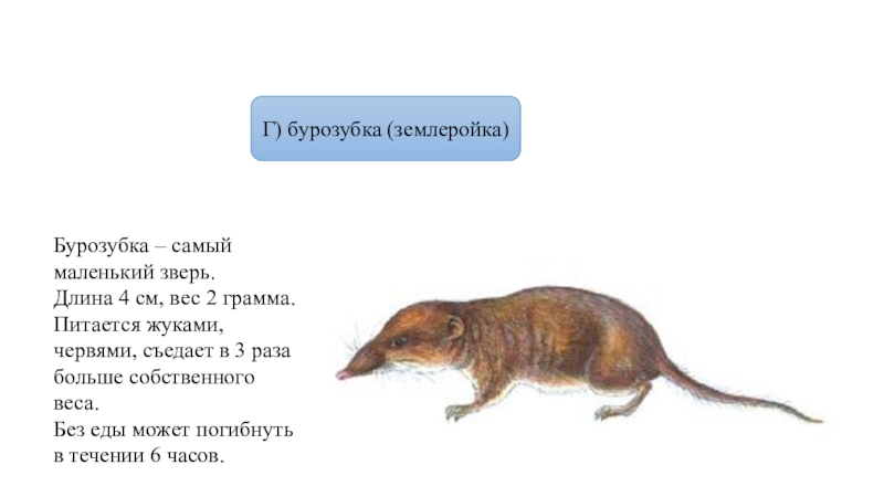 Презентация про землеройку