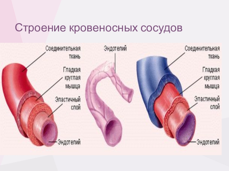 Строение кровеносных сосудов рисунок