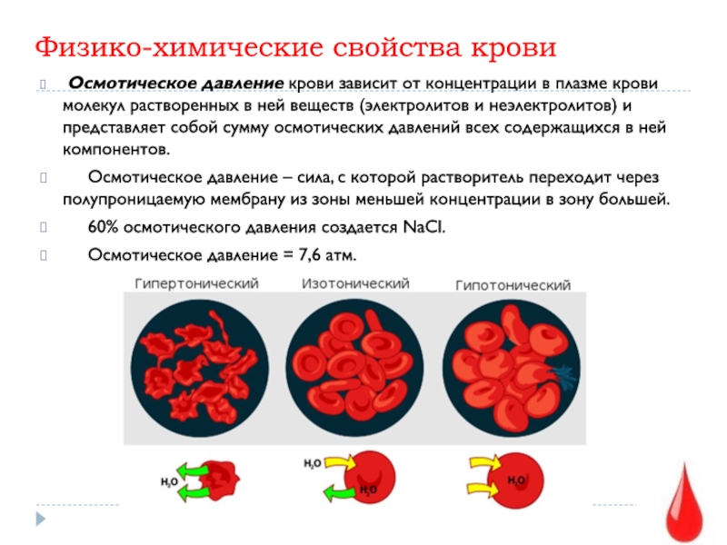 Физико химический состав