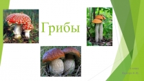 Грибы