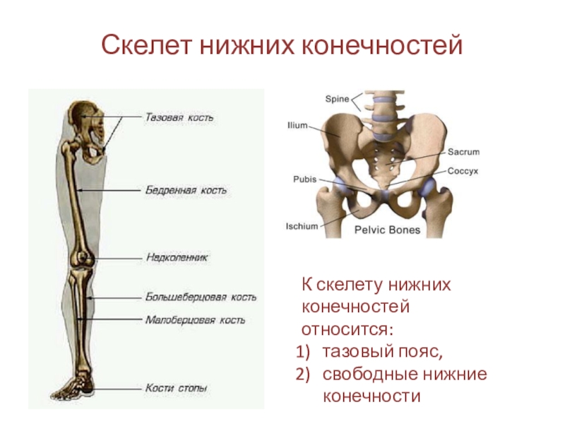 Соединение кости нижней конечности. Кости нижней конечности( кости таза и свободной нижней конечности). Костный скелет свободной нижней конечности. Скелет пояса нижних конечностей тазовый пояс. К костям пояса нижних конечностей относятся кости.