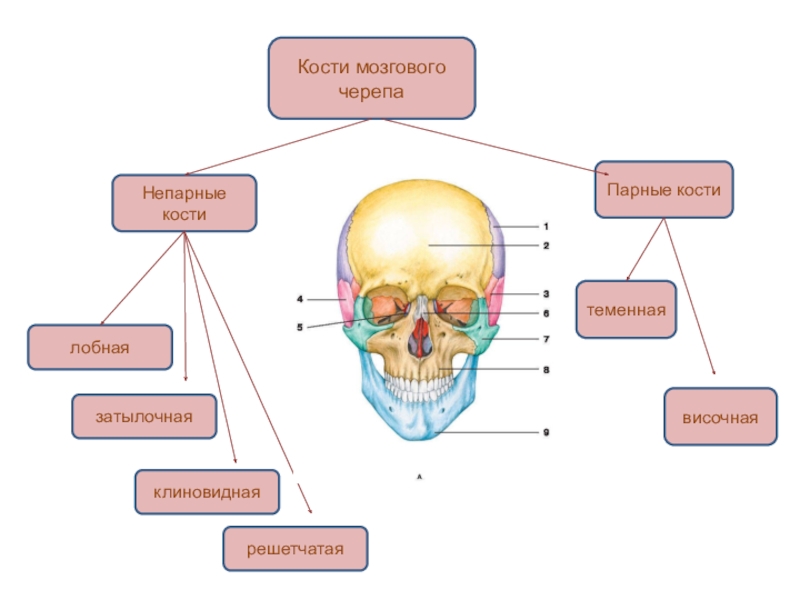 Лицевой скелет черепа. Парные и непарные кости черепа. Кости мозгового отдела черепа. Затылок клиновидная решетчатая кость. Клиновидная и лобная кость черепа.
