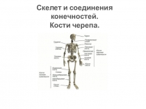 Скелет и соединения конечностей. Кости черепа