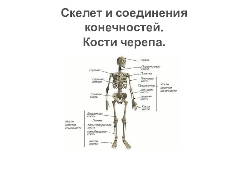 Скелет и соединения конечностей. Кости черепа